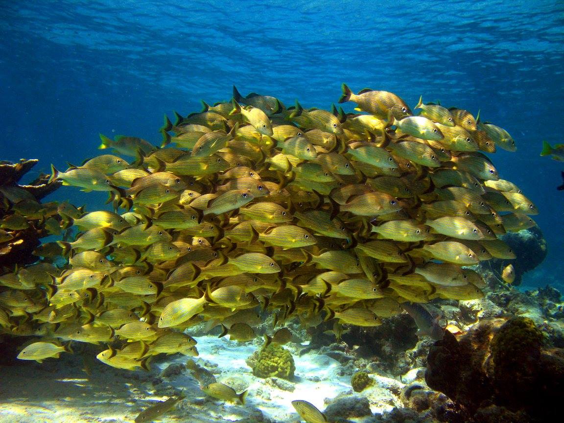 Blue Line Grunts by John Bailey