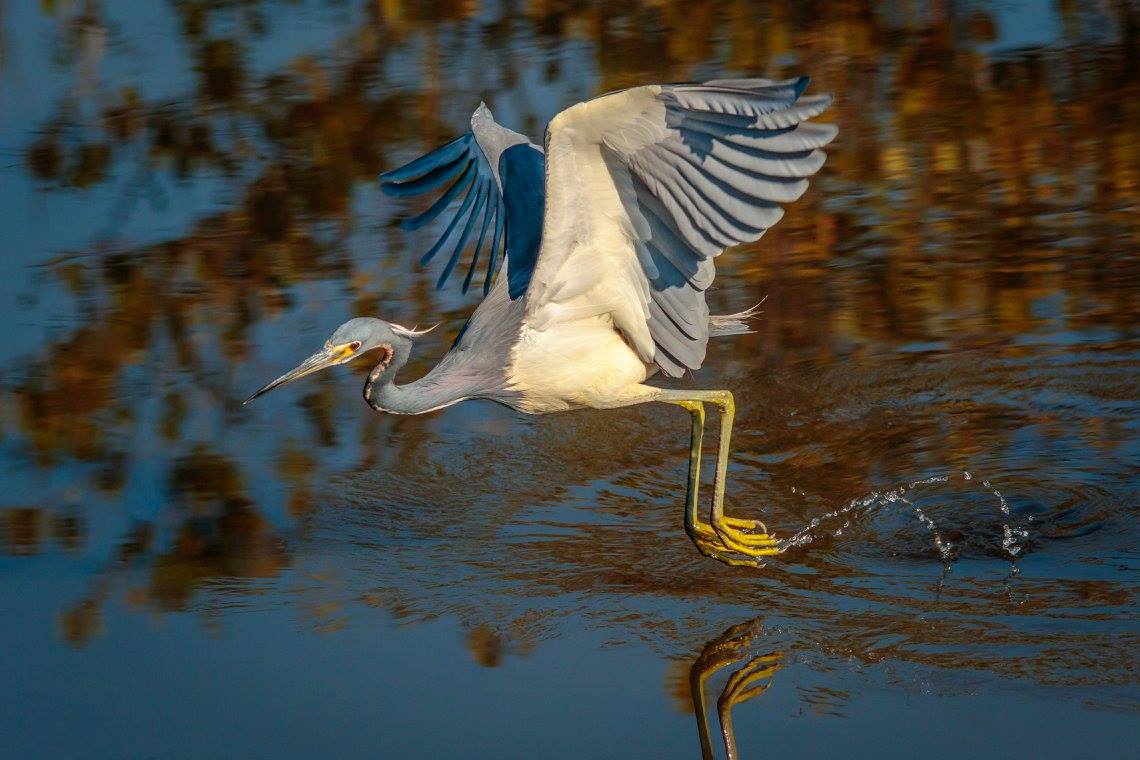 Merritt Island NWR by Todd Boring